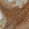 Aerial photograph of dried lake bed with red pigmentation. Blue and green splotches like leopard print in the span of the red pigment.